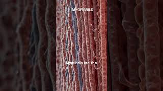 quotMyofibrils The Contractile Engines of Muscle Fibersquot [upl. by Yrbua839]