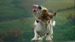 Secret Life of Dogs Basset hound shakes off water in ultra slow motion [upl. by Shull]