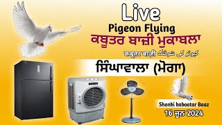 🔴Live🔴Kabootar Bazi Mukabla Pind Singa wala Moga live kabootar bazi 2024 [upl. by Chantal769]