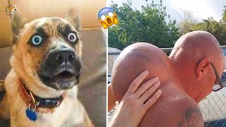 AWW SO FUNNY😂😂 Super Dogs And Cats Reaction Videos Honest Audio 84 [upl. by Boarer]