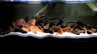 Central American Biotope Tank [upl. by Portia]