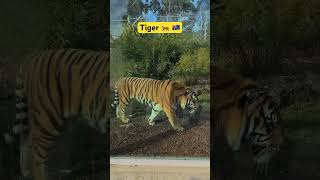 Tiger in wildlife park Ballarat foryou trending viral shorts short [upl. by Namilus735]