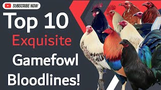 Top 10 Exquisite Gamefowl Bloodlines🐓𝗕𝗼𝘆𝗮𝗸𝘇 𝗕𝗮𝗰𝗸𝘆𝗮𝗿𝗱 [upl. by Wallace]