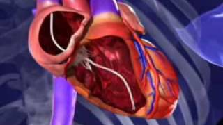 Animation New therapy prevents heart failure [upl. by Artap]