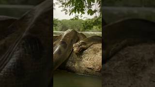 Giant Python Snake Caught on Camera Massive Serpent Shocks Everyone [upl. by Shamma]