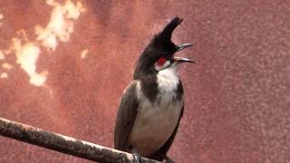 Redwhiskered Bulbul bird singing [upl. by Annyrb]