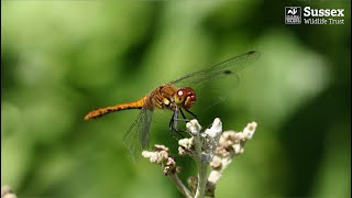 A Beginners Guide to Dragonflies and Damselflies Part 1 [upl. by Airitak201]