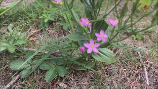 Echt duizendguldenkruid Centaurium erythraea  20170728 [upl. by Atnauqahs157]