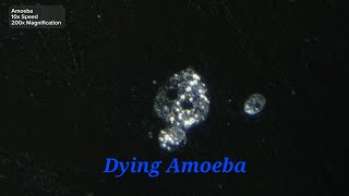 Dying Amoeba under the microscope  10x Speed 200x Magnification [upl. by Byrle]