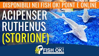 🐟👌 ACIPENSER RUTHENUS STORIONE in tutti i Fish Ok Point e online [upl. by Mini]