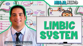 Neurology  Limbic System Anatomy amp Function [upl. by Michaud]