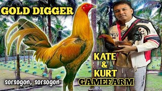 KATE amp KURT GAMEFARM  GOLD DIGGER  BIG FARM amp QUALITY GAMEFOWL IN THE PHILIPPINES [upl. by Nemaj]