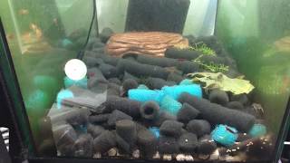 BLUE DWARF CAMBARELLUS TEXANUS CRAWFISH FEEDINGWarning long video [upl. by Kcirrem]