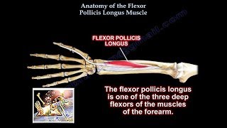 Anatomy Of the Flexor Pollicis Longus Muscle  Everything You Need To Know  Dr Nabil Ebraheim [upl. by Bbor]