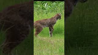 Silent StalkersThe Mysterious Eurasian Lynx shorts [upl. by Nnylaj489]