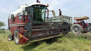 3790 Combine Harvester in Pakistan  New Holland Combine Harvester  Harvester punjabculture [upl. by Allekim]