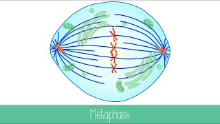 Mitosis and Cytokinesis [upl. by Magen]