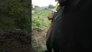 Cow fever treatment cow  Animal HealthDr Rizwan [upl. by Ginevra]