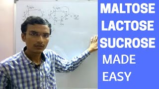 Disaccharides  Maltose Lactose and Sucrose [upl. by Lewin]