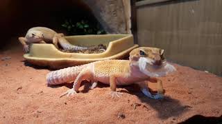 Mijn Luipaardgekko dame vervelt  Reptiles the Leopard Gecko 🦎 [upl. by Colwin]