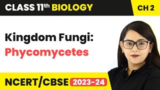 Kingdom Fungi Phycomycetes  Biological Classification  Class 11 Biology Chapter 2  NCERTCBSE [upl. by Navak]