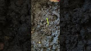 Kumquat seed is growing 🌱 youtubeshorts shortvideo ytshorts gardening progress planting [upl. by Nirret147]