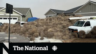 TheMoment thousands of tumbleweeds invaded Utah and Nevada [upl. by Lenneuq]