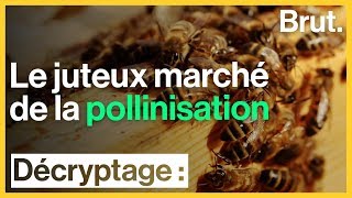 Disparition des abeilles  le juteux marché de la pollinisation [upl. by Conchita]