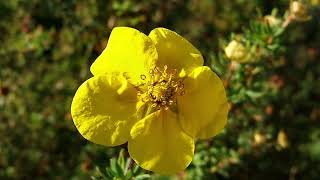 Cserjés pimpó Potentilla Dasiphora fruticosa Sp  videó képekben [upl. by Haliek]