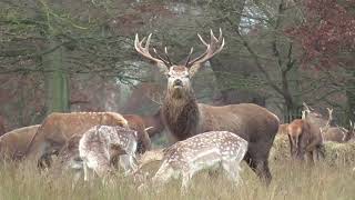 red deer at helmingham hall [upl. by Eeslehc]