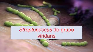 Microbiologia Médica  Streptococcus do grupo viridans [upl. by Yuille]