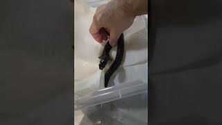 Understanding how Cobras move venomoussnakes snakes snake reptiles fyp foryoupage fyp us [upl. by Eltsyek]