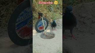 How to😮😮make a pigeon trap door pigeon trap door pigeon cage trap easy homemade pigeontrapshorts [upl. by Hanleigh374]