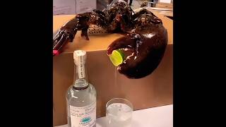 My pet lobster Geary 🦞comment share subscribe [upl. by Gem]