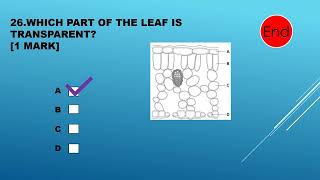 Self check questions Plants and Photosynthesis [upl. by Devine]