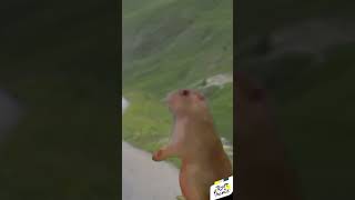 TOUR DE FRANCE Animals on the road Tadej Pogacar descending the Galibier [upl. by Dihgirb468]