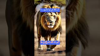 Shar ki awaz Shar ki daharh lion quotes dua [upl. by Fogg]