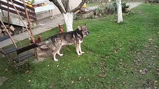 Czechoslovakian wolfdog [upl. by Ahtela]