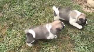 Akita Puppies For Sale [upl. by Tnomed]