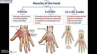 Overview of UL 13  Muscles of the Hand  Dr Ahmed Farid [upl. by Eanore]