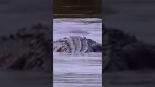 The Crocodile That Hunts Hippos [upl. by Jezrdna]