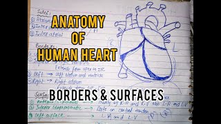 Anatomy of Heart  Grooves sulci  Borders  Surfaces  PharmD By Muneeb [upl. by Freeman150]