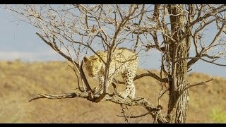 Pride of Namibia [upl. by Asilej]