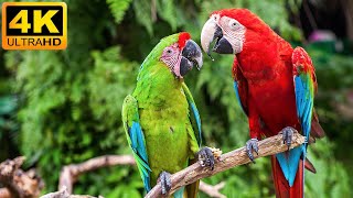 Our Planet  Macaw Parrots 4K  Relaxing Music With Colorful Birds In The Rainforest [upl. by Marshall814]