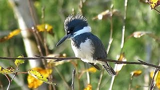 Belted Kingfisher Call Rattle at 045 [upl. by Notniv959]