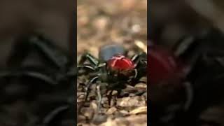 Is the Mouse spider as Deadly as It Looks venomous [upl. by Gravante]