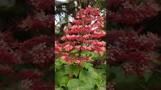 Clerodendrum paniculatumpagoda flowerytshorts [upl. by Harewood]