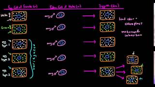 Extranuclear Inheritance Part 2 [upl. by Fredek]