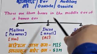 PYQ Series on Science Part 2Ear OssiclesAuditory Ossicles कानातील हाडे Ekakshi MPSC [upl. by Maddalena]