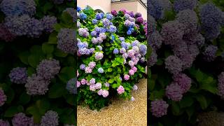 hydrangeamacrophyllaгортензияgardenгортензіяflowers parkjardinshortsアジサイсадnaturelove [upl. by Ecerahs785]